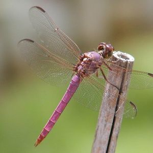 Meet your Posher, Cristina